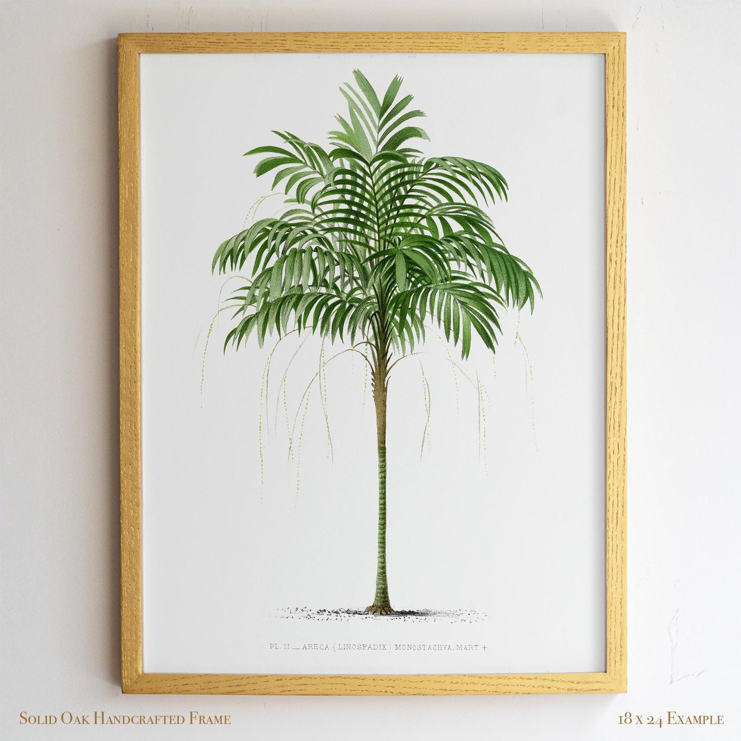 Vintage Palm Tree Poster | Antique Tropical Plant Print | Beach House, Bathroom, or Bedroom Decor | 24VP