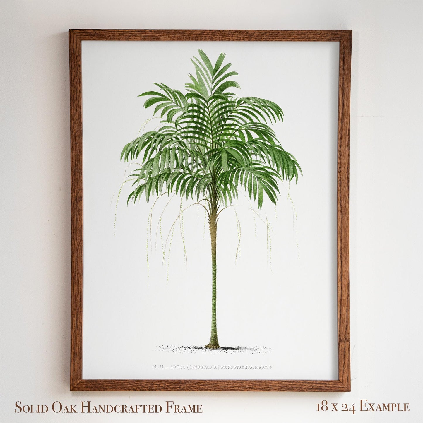 Vintage Palm Tree Poster | Antique Tropical Plant Print | Beach House, Bathroom, or Bedroom Decor | 24VP
