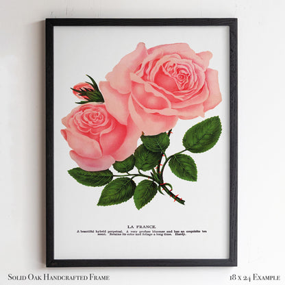 Pink Rose Botanical Illustration | “La France” Vintage Floral Print | Victorian Bedroom or Living Room Wall Art | 25VP