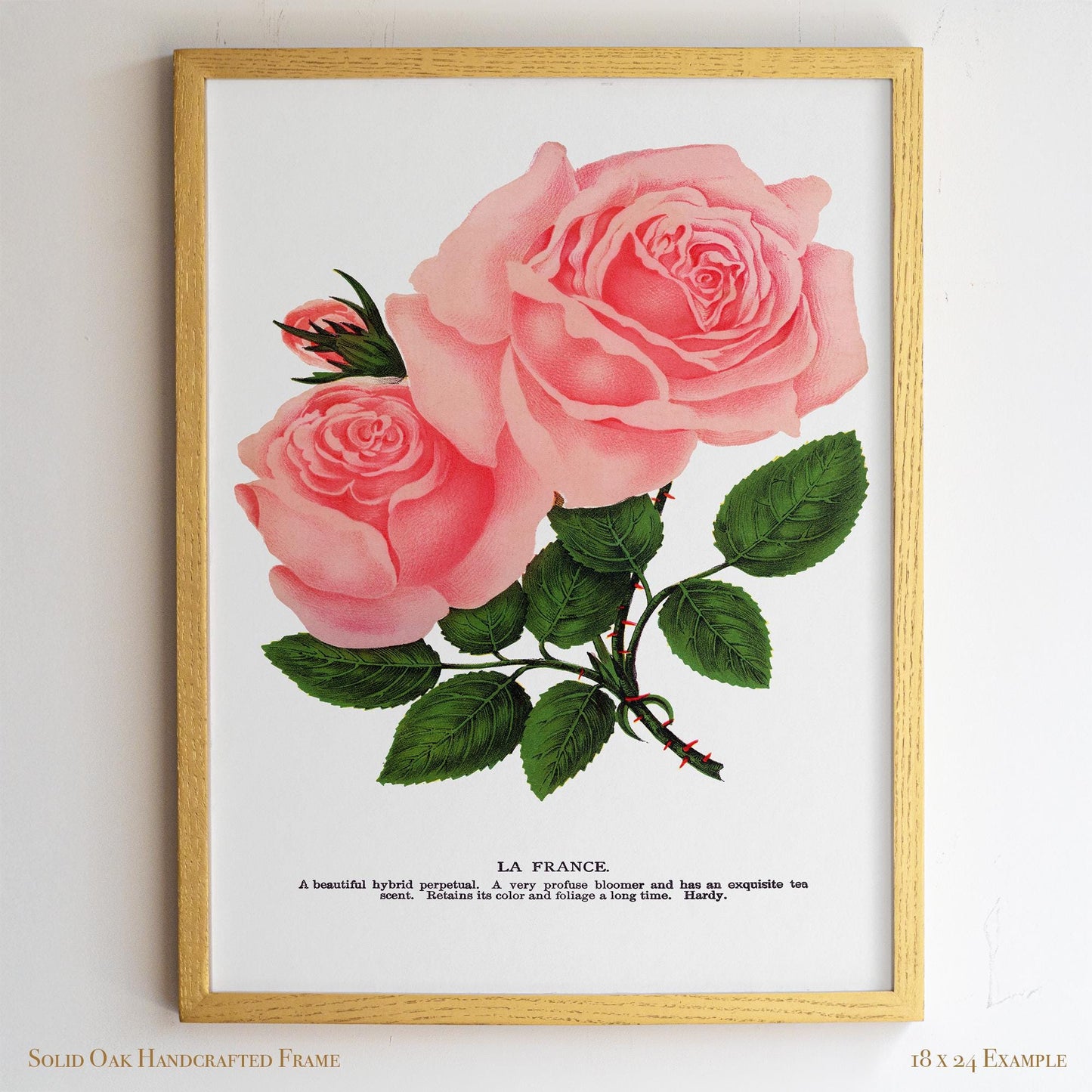 Pink Rose Botanical Illustration | “La France” Vintage Floral Print | Victorian Bedroom or Living Room Wall Art | 25VP