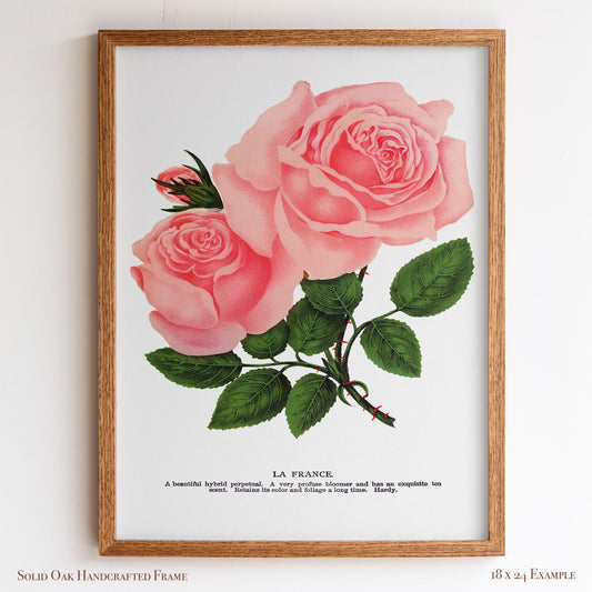Pink Rose Botanical Illustration | “La France” Vintage Floral Print | Victorian Bedroom or Living Room Wall Art | 25VP