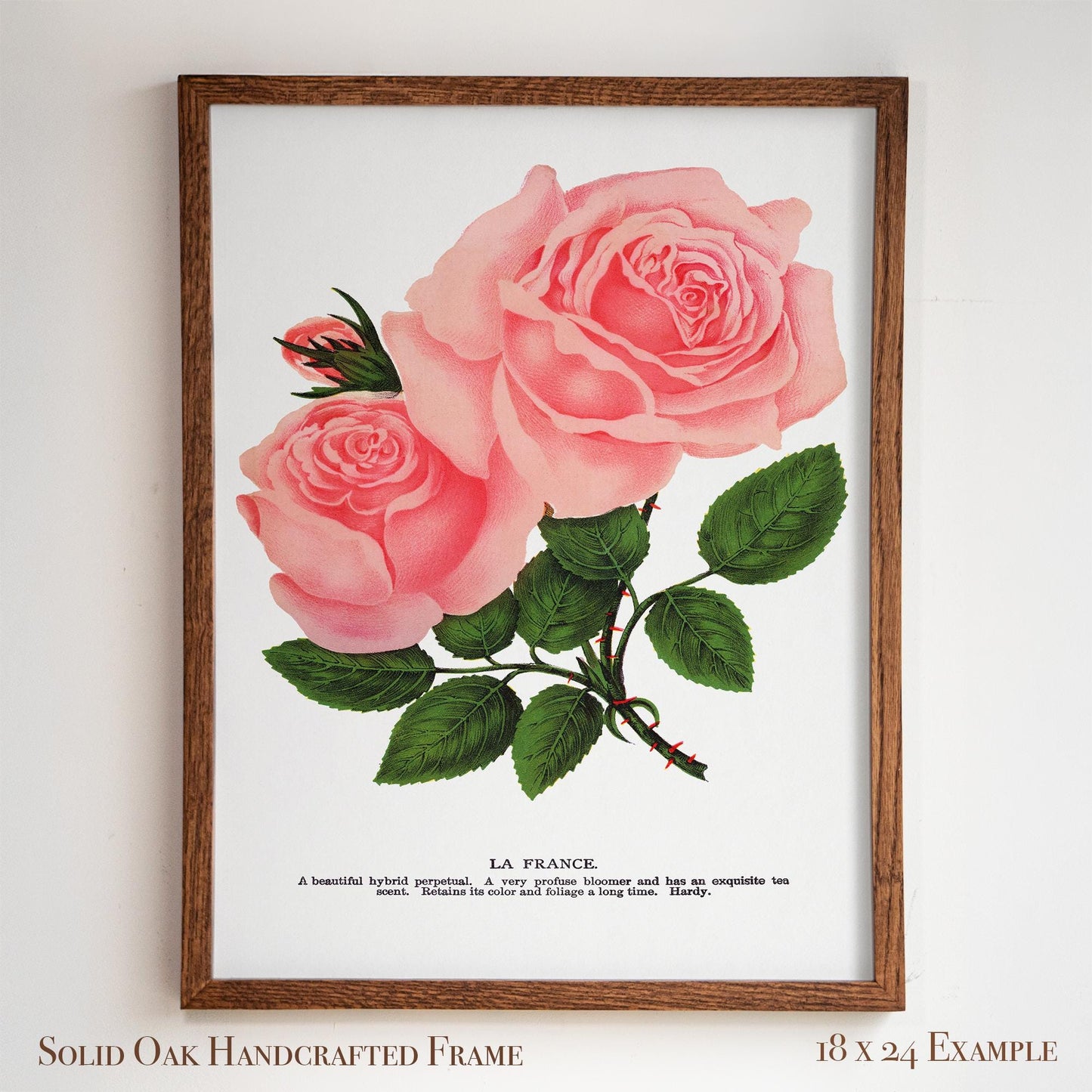 Pink Rose Botanical Illustration | “La France” Vintage Floral Print | Victorian Bedroom or Living Room Wall Art | 25VP