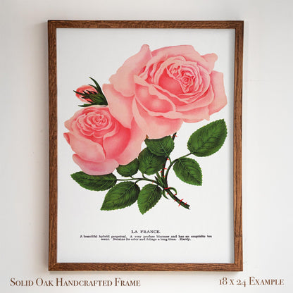 Pink Rose Botanical Illustration | “La France” Vintage Floral Print | Victorian Bedroom or Living Room Wall Art | 25VP