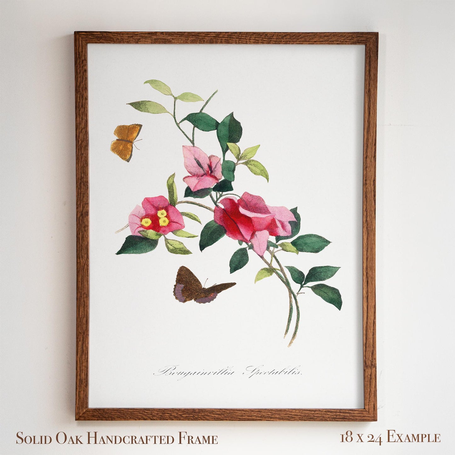 French Botanical Bougainvillea | Vintage Pink Blossom Drawing Wall Decor | Coastal Bathroom, Sunroom, or Entryway Wall Art | 26VP