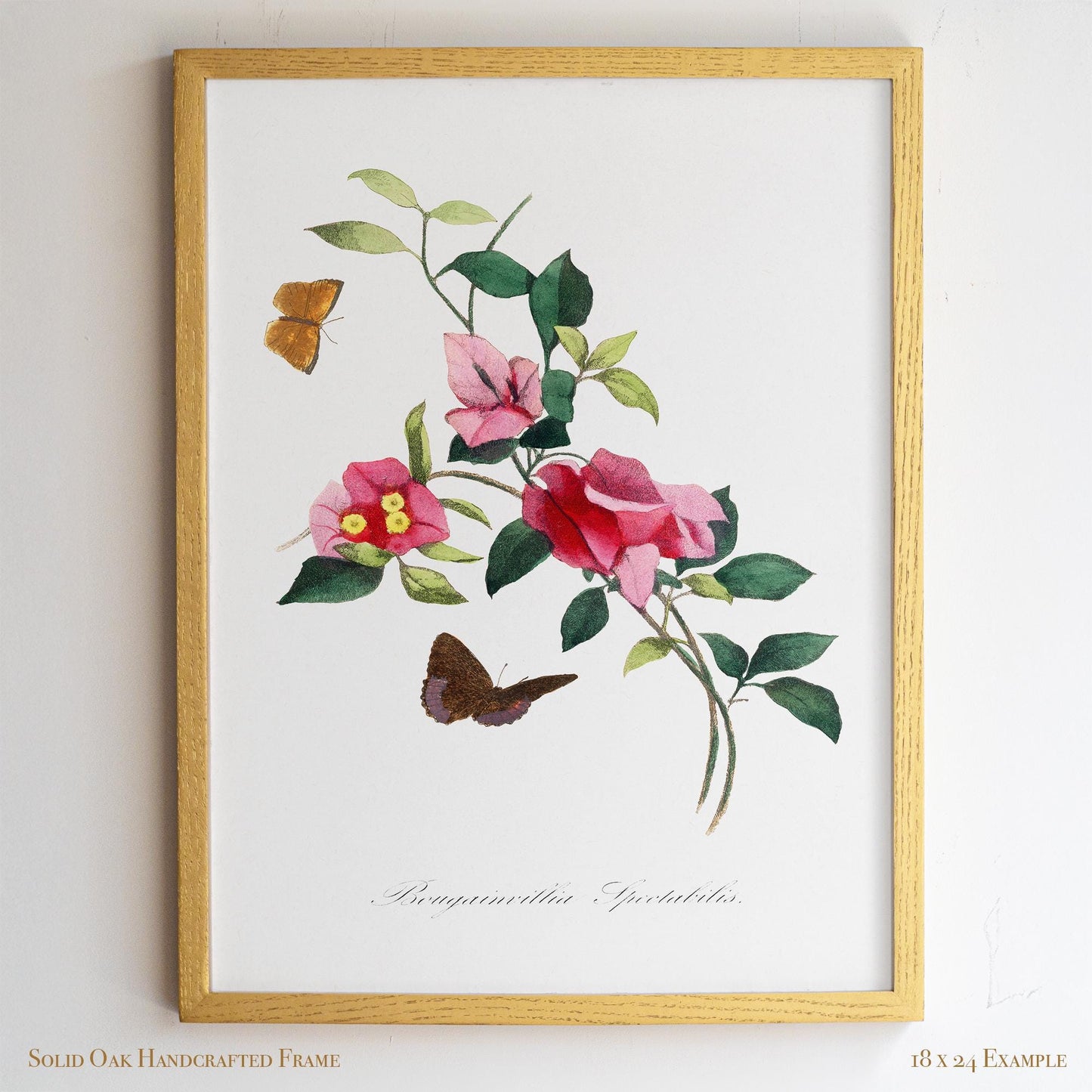 French Botanical Bougainvillea | Vintage Pink Blossom Drawing Wall Decor | Coastal Bathroom, Sunroom, or Entryway Wall Art | 26VP