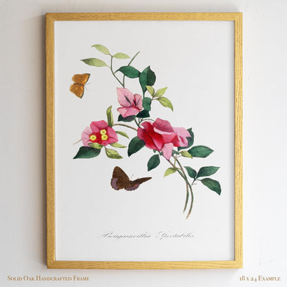 French Botanical Bougainvillea | Vintage Pink Blossom Drawing Wall Decor | Coastal Bathroom, Sunroom, or Entryway Wall Art | 26VP