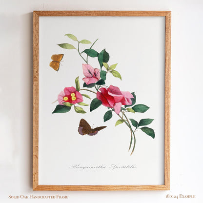 French Botanical Bougainvillea | Vintage Pink Blossom Drawing Wall Decor | Coastal Bathroom, Sunroom, or Entryway Wall Art | 26VP