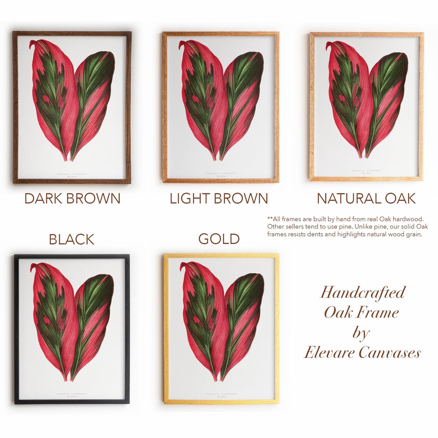 Vintage Pink Tropical Leaves Botanical Drawing | Dracaena Terminalis (Ti Plant) | Contemporary Coastal Wall Art | 27VP