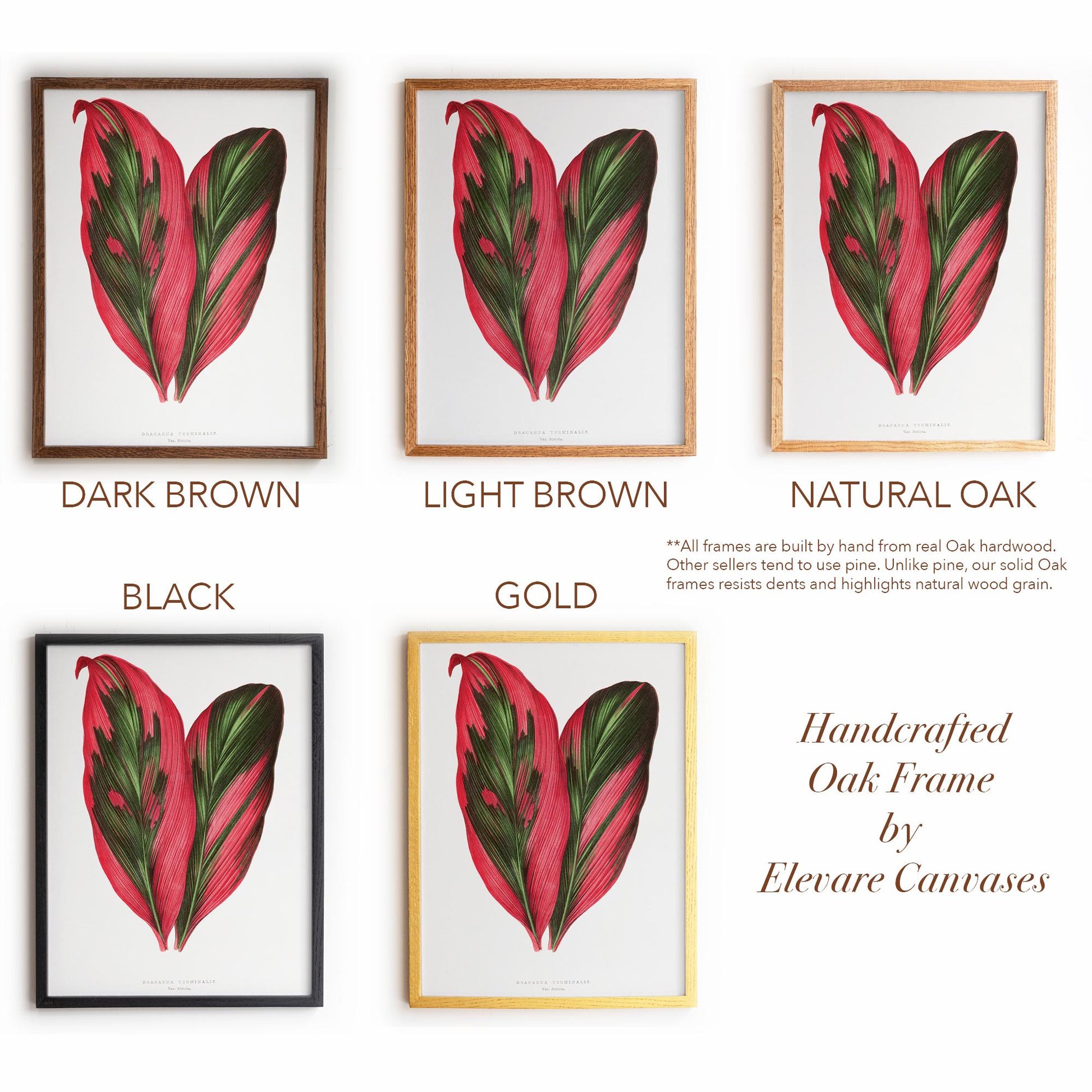 Vintage Pink Tropical Leaves Botanical Drawing | Dracaena Terminalis (Ti Plant) | Contemporary Coastal Wall Art | 27VP