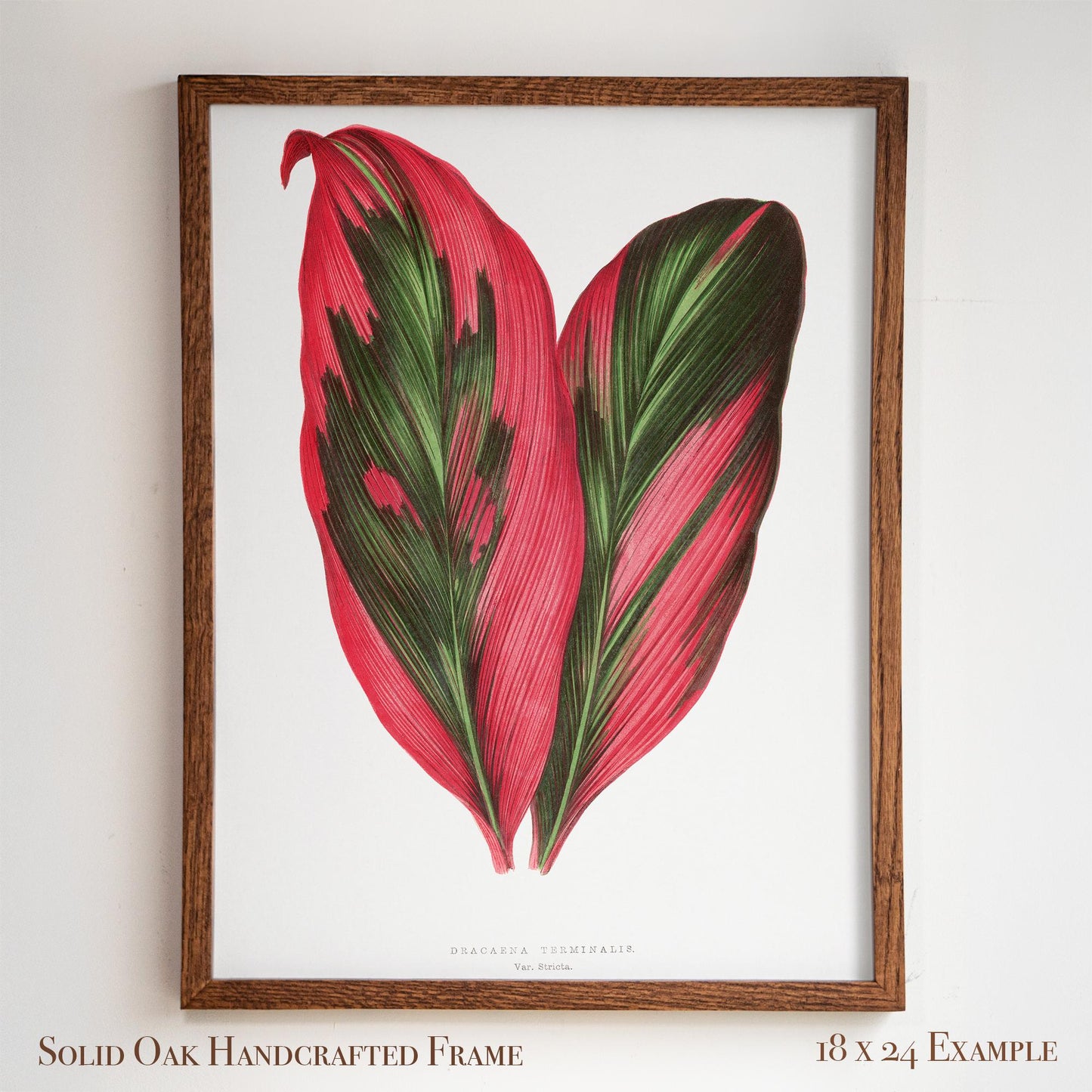 Vintage Pink Tropical Leaves Botanical Drawing | Dracaena Terminalis (Ti Plant) | Contemporary Coastal Wall Art | 27VP