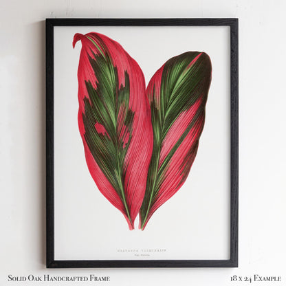 Vintage Pink Tropical Leaves Botanical Drawing | Dracaena Terminalis (Ti Plant) | Contemporary Coastal Wall Art | 27VP