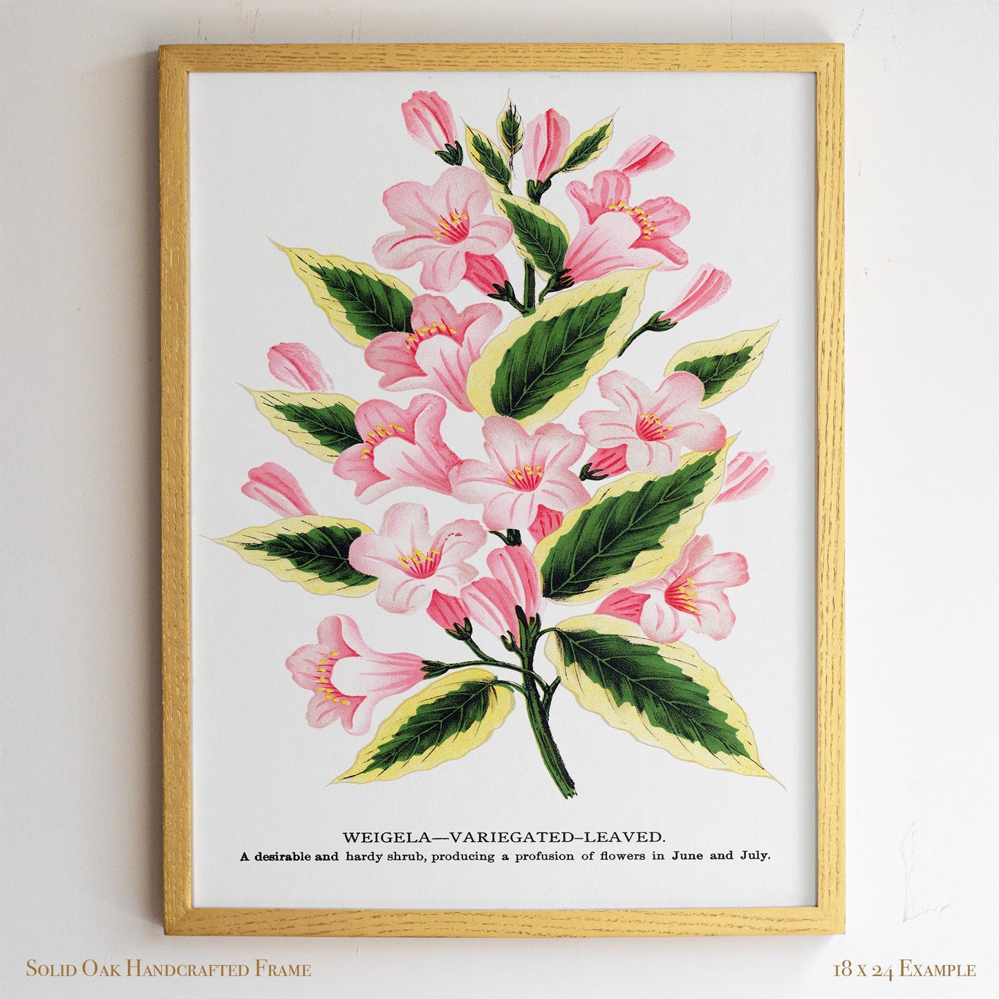 Vintage Garden Flower Framed Print | Weigela Variegated-Leaved | Farmhouse Entryway & Gallery Wall Art | 28VP