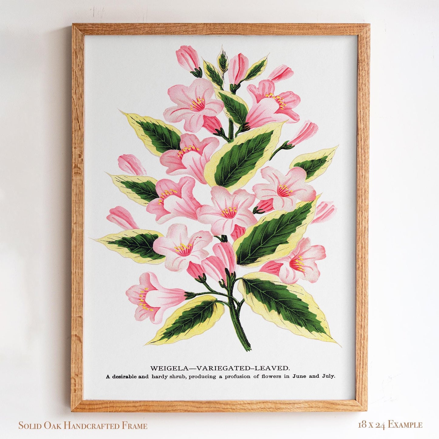 Vintage Garden Flower Framed Print | Weigela Variegated-Leaved | Farmhouse Entryway & Gallery Wall Art | 28VP