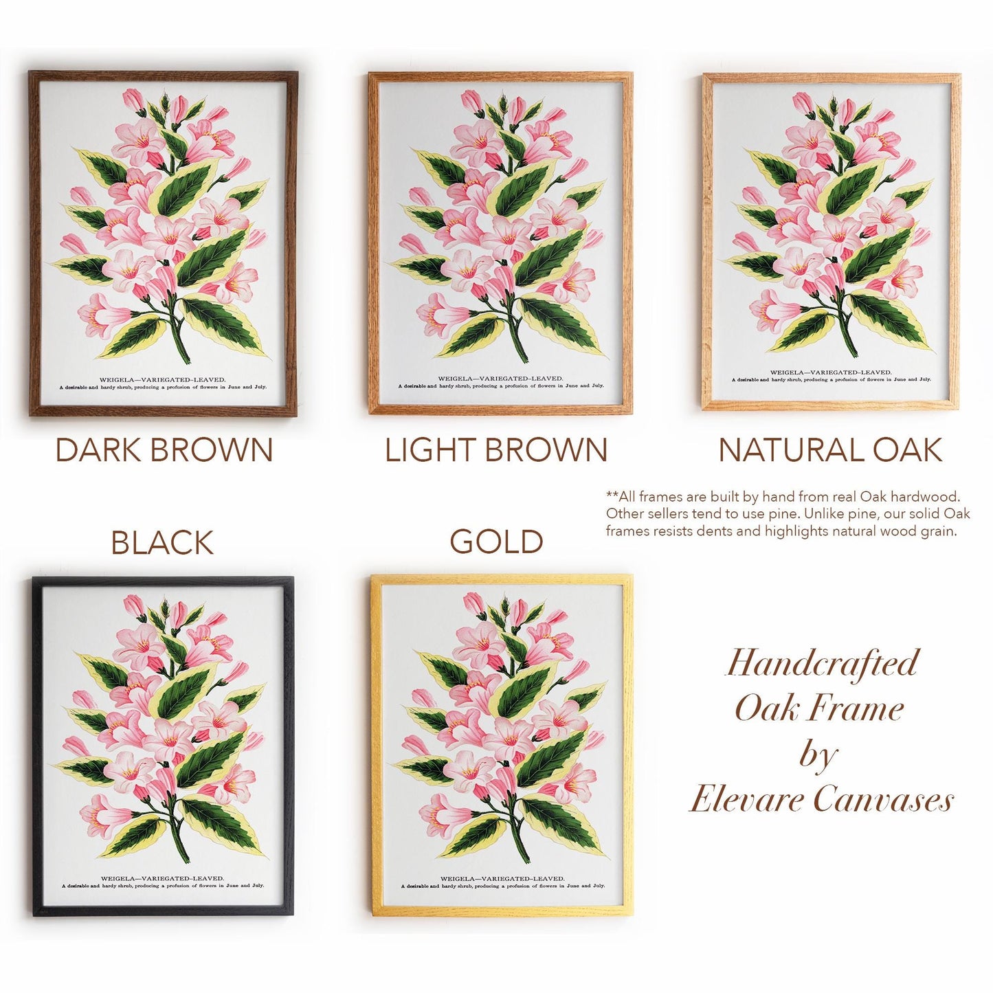 Vintage Garden Flower Framed Print | Weigela Variegated-Leaved | Farmhouse Entryway & Gallery Wall Art | 28VP