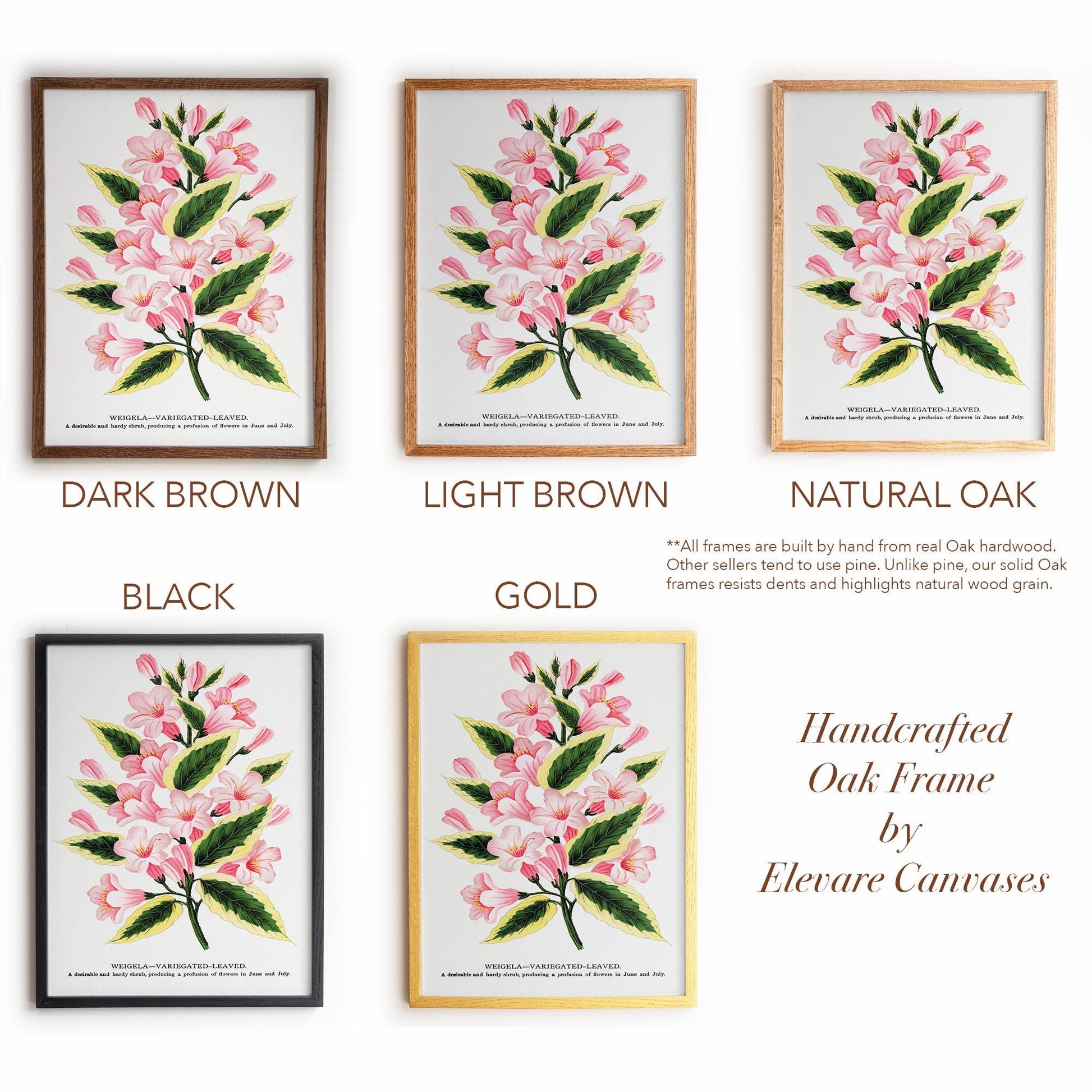 Vintage Garden Flower Framed Print | Weigela Variegated-Leaved | Farmhouse Entryway & Gallery Wall Art | 28VP