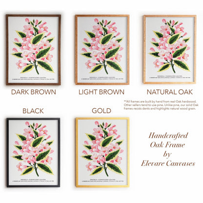 Vintage Garden Flower Framed Print | Weigela Variegated-Leaved | Farmhouse Entryway & Gallery Wall Art | 28VP