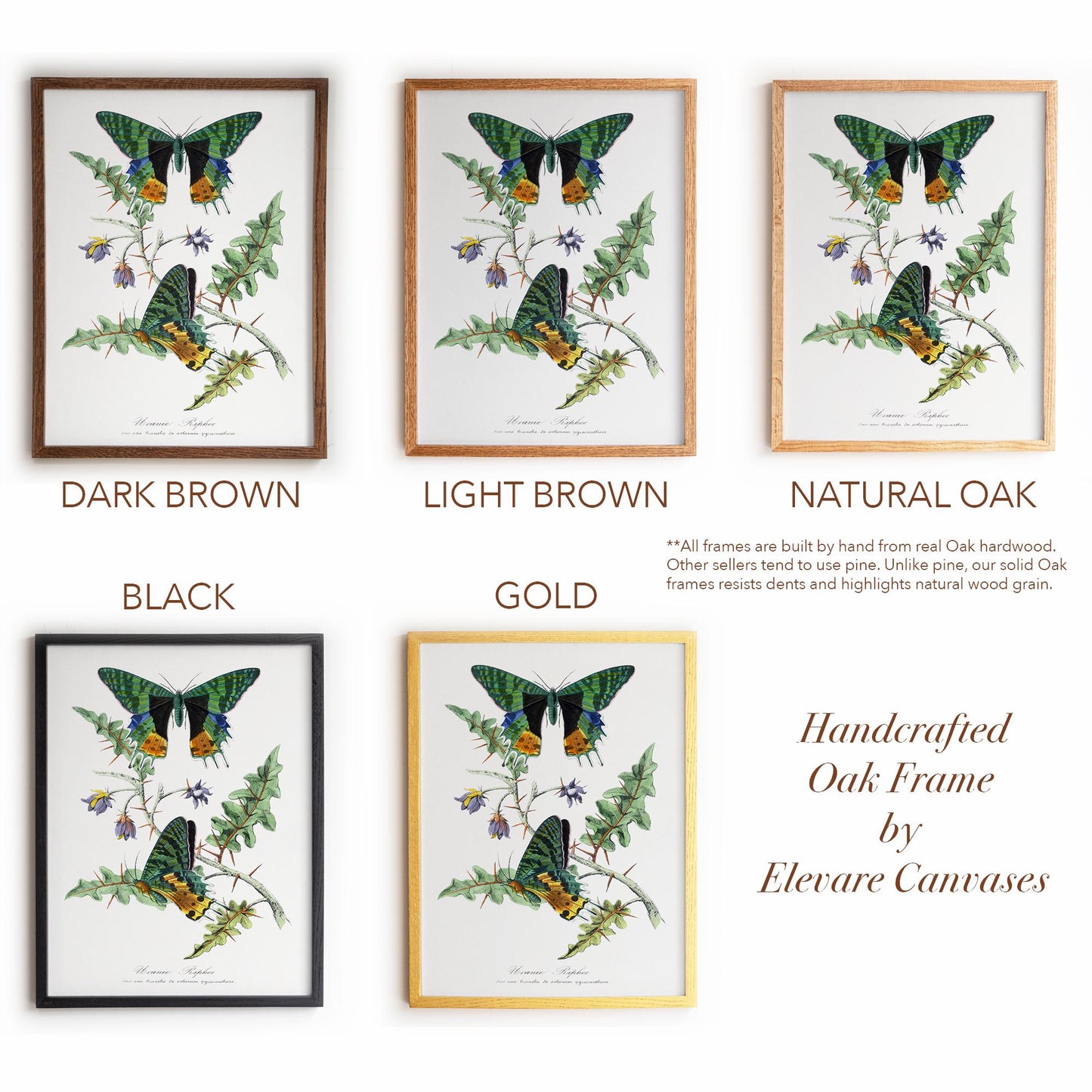 Vintage Butterfly Moth Print | Emerald & Gold Wings | Antique Cottagecore Study or Living Room Decor | 29VP