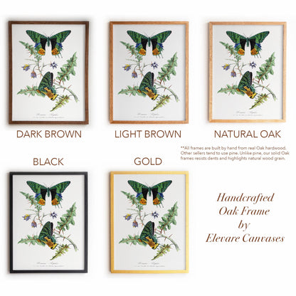 Vintage Butterfly Moth Print | Emerald & Gold Wings | Antique Cottagecore Study or Living Room Decor | 29VP