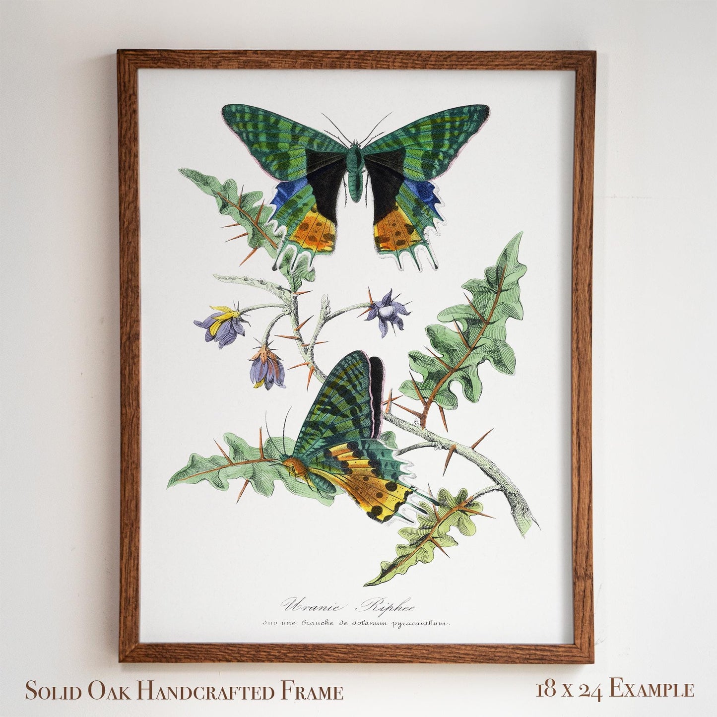 Vintage Butterfly Moth Print | Emerald & Gold Wings | Antique Cottagecore Study or Living Room Decor | 29VP