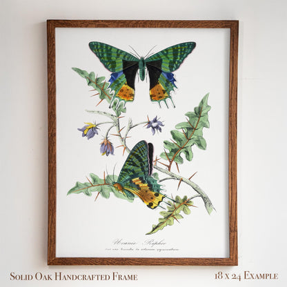 Vintage Butterfly Moth Print | Emerald & Gold Wings | Antique Cottagecore Study or Living Room Decor | 29VP