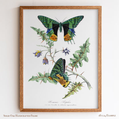 Vintage Butterfly Moth Print | Emerald & Gold Wings | Antique Cottagecore Study or Living Room Decor | 29VP